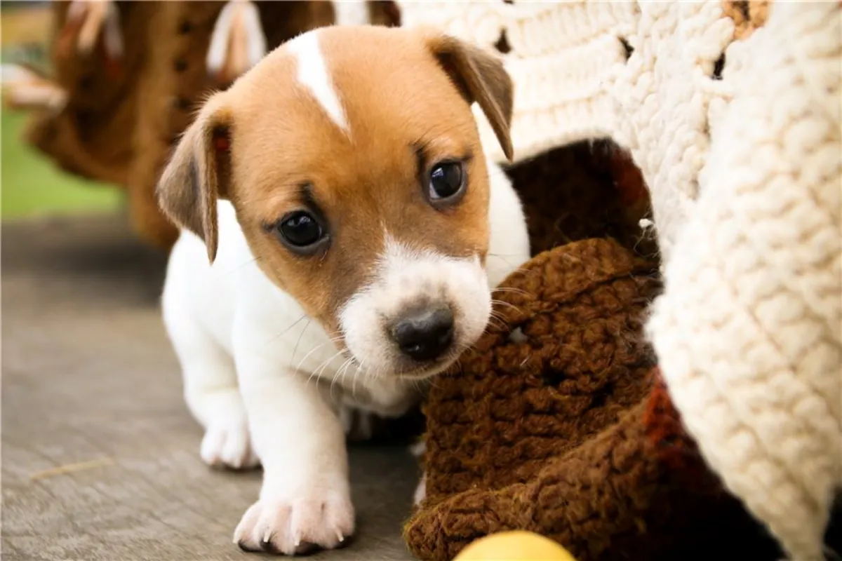 纯种杰克拉塞尔梗幼犬。