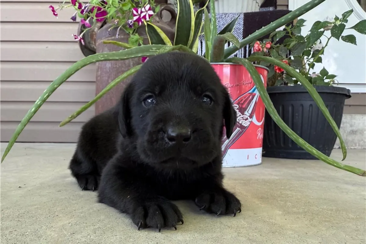 纯种拉布拉多猎犬幼犬
