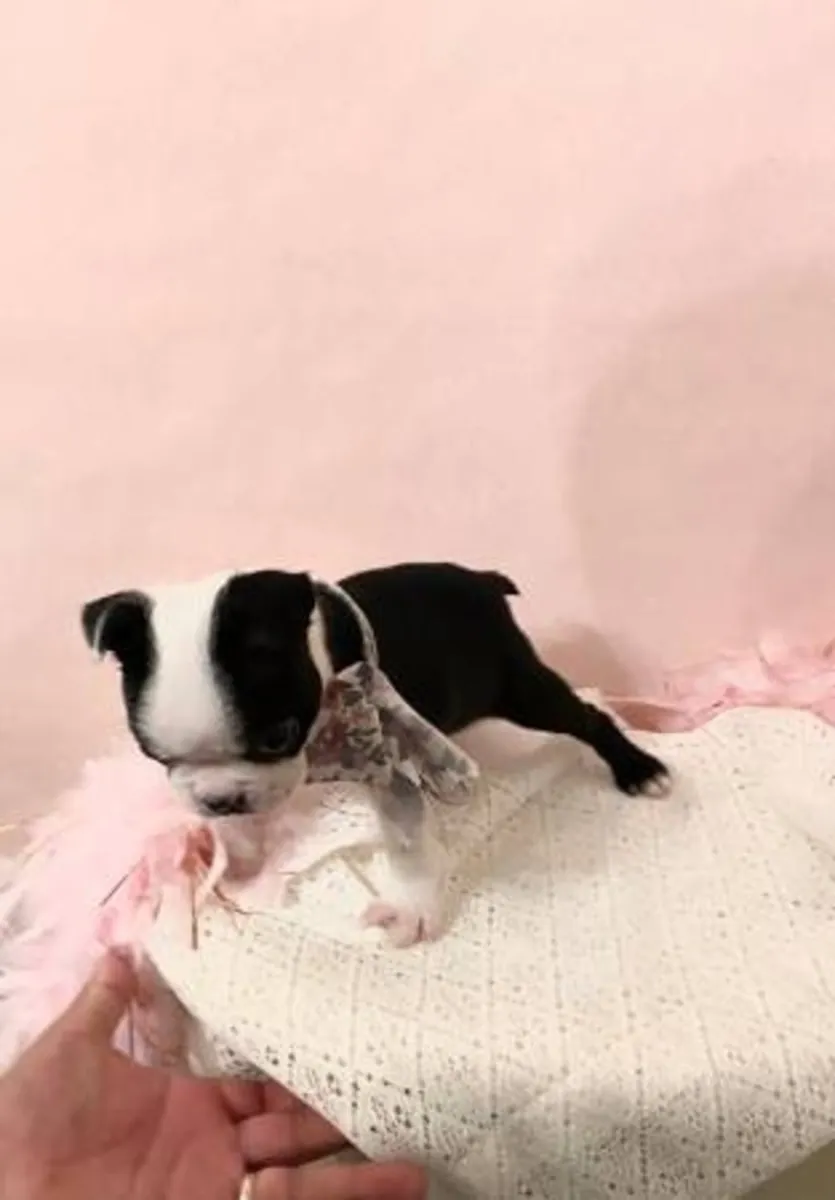 Chiots Boston Terrier