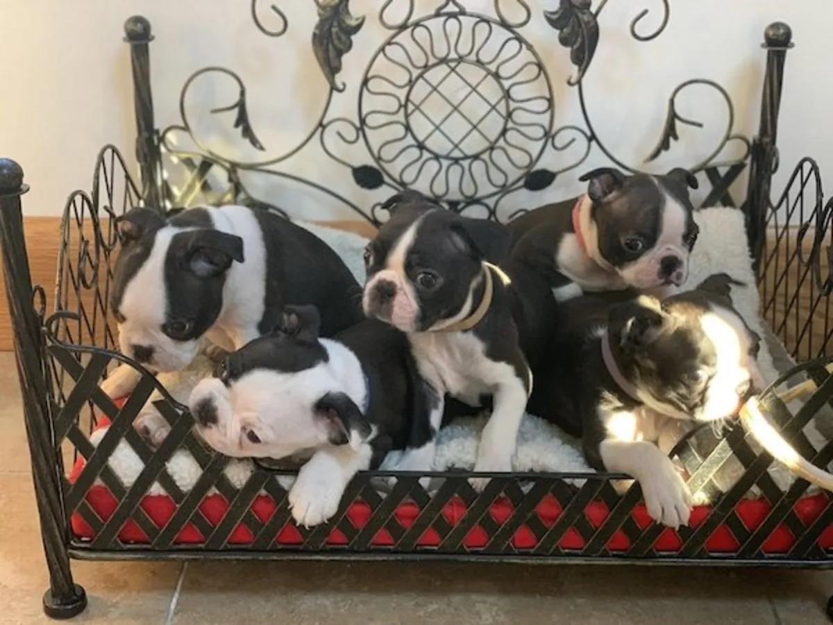Cachorros de Boston Terrier que necesitan un buen hogar definitivo.
