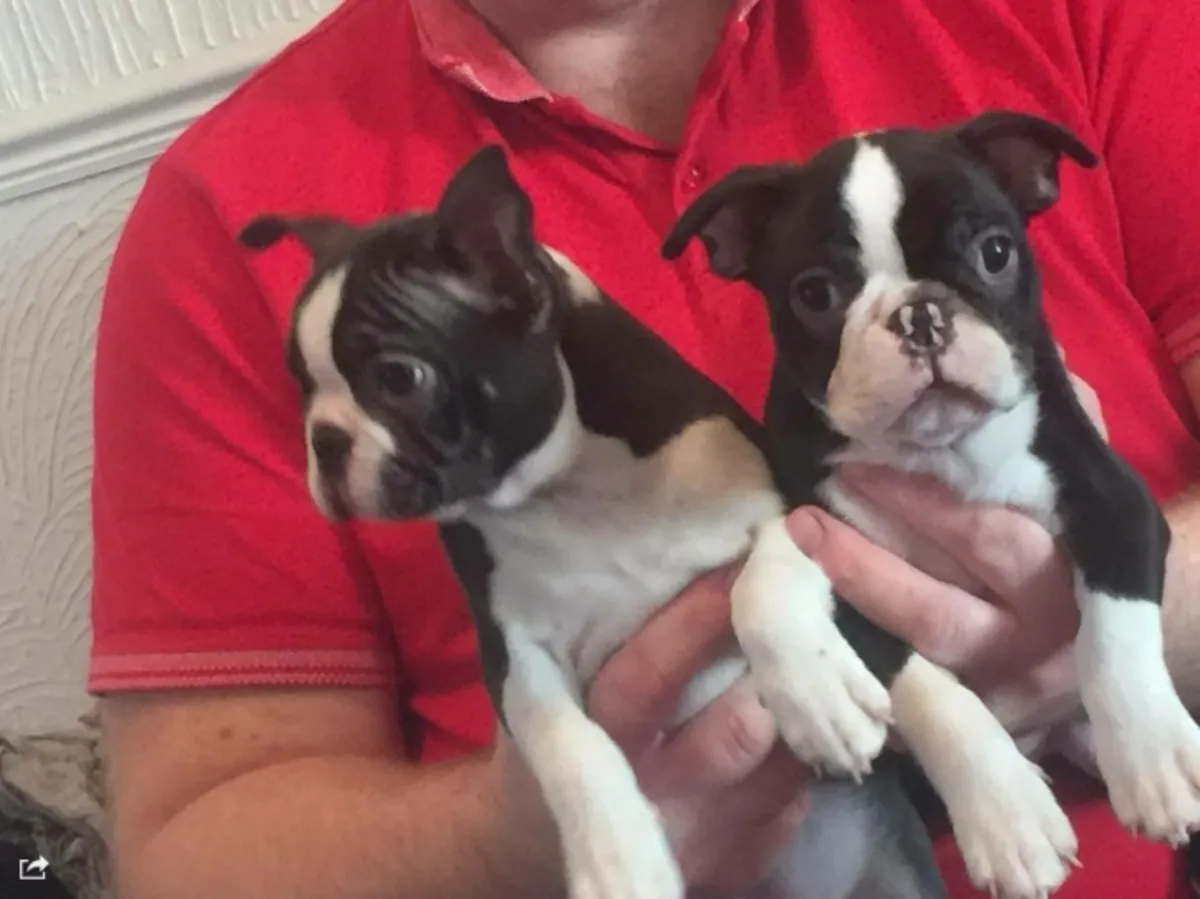 Aşılı Boston Terrier Yavruları