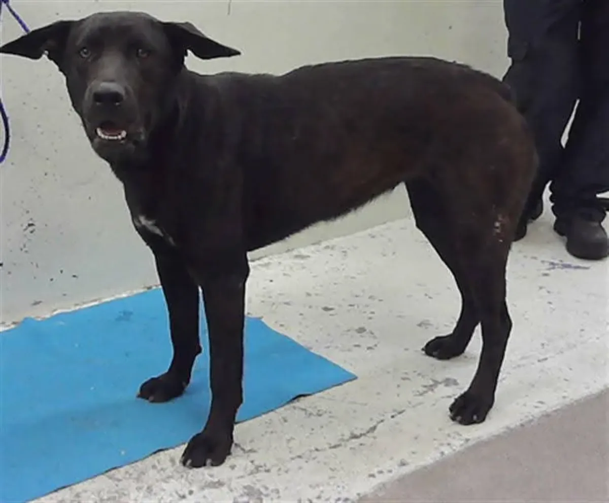 Kurtarılan köpek, istikrarlı bir yuvaya ihtiyaç duyuyor.