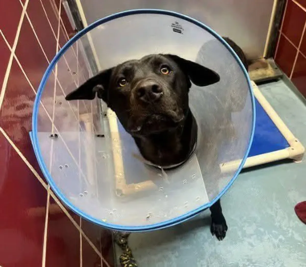 Kurtarılan köpek, istikrarlı bir yuvaya ihtiyaç duyuyor.