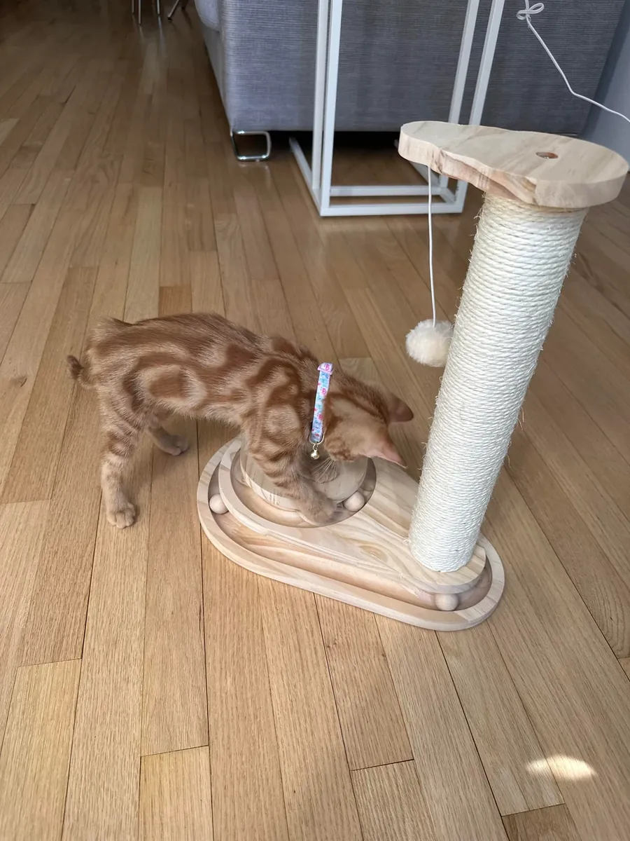 Chat d'intérieur, à adopter facilement.