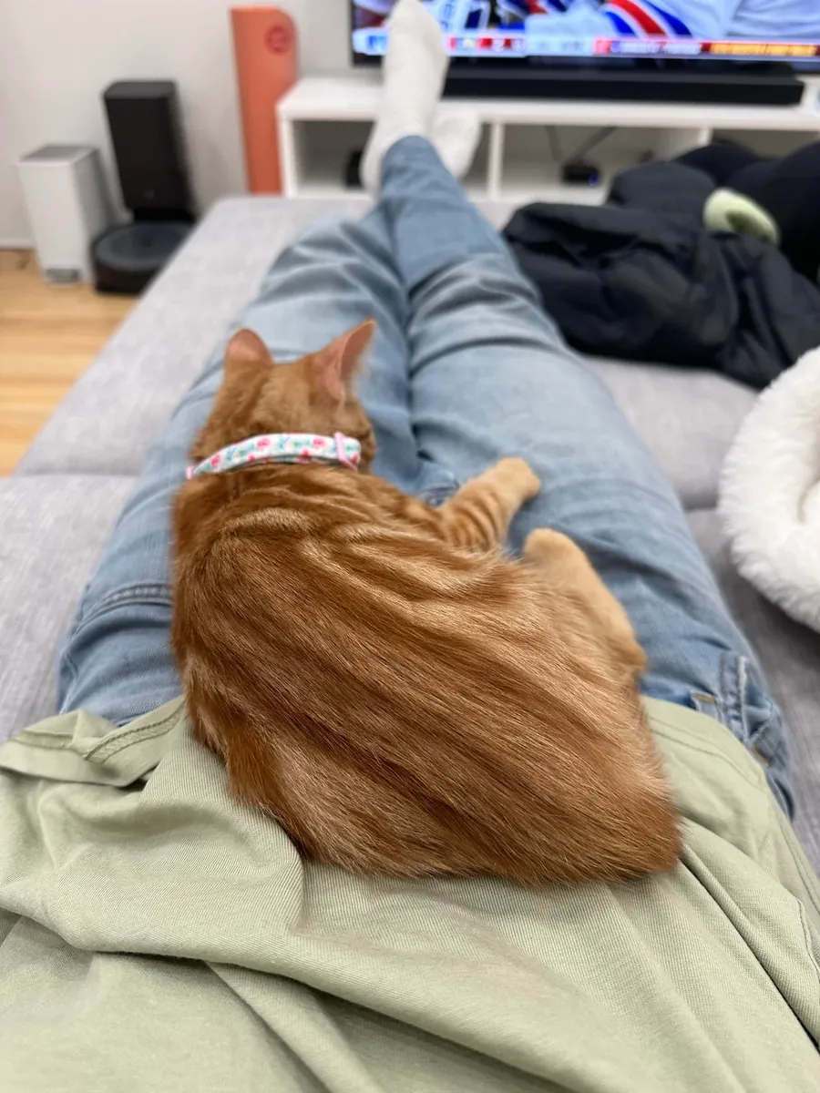 Chat d'intérieur, à adopter facilement.