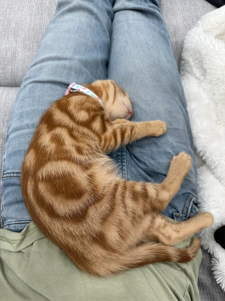 Chat d'intérieur, à adopter facilement.