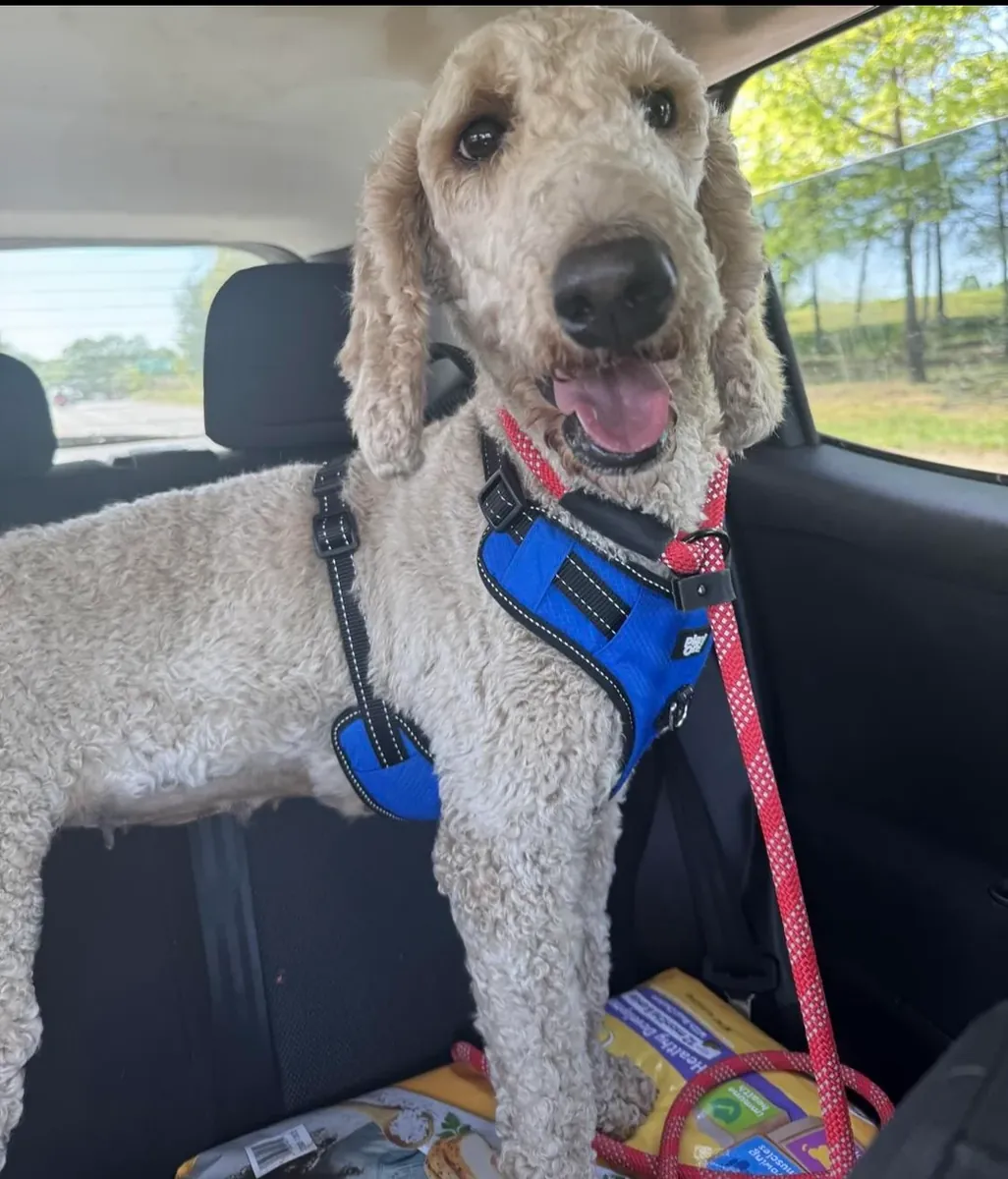 Kaniş cinsi köpeğim, benim verebileceğimden daha fazla zamana ihtiyaç duyuyor.