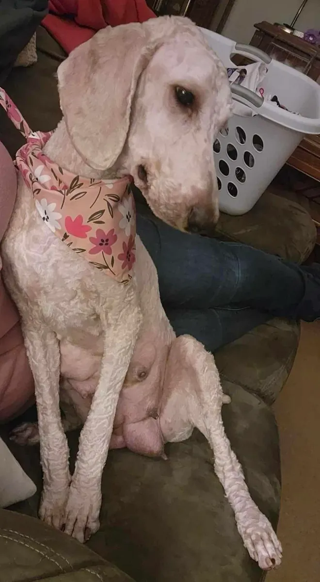 Kaniş cinsi köpeğim, benim verebileceğimden daha fazla zamana ihtiyaç duyuyor.