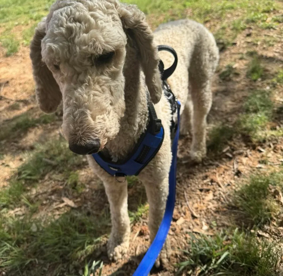 Kaniş cinsi köpeğim, benim verebileceğimden daha fazla zamana ihtiyaç duyuyor.