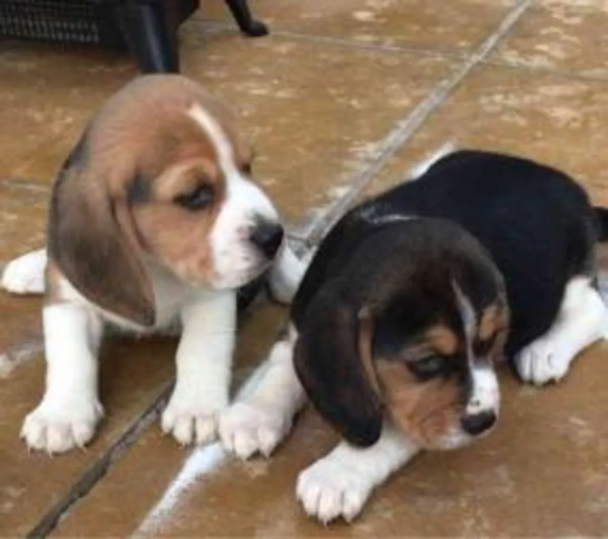 迷人的比格犬幼犬