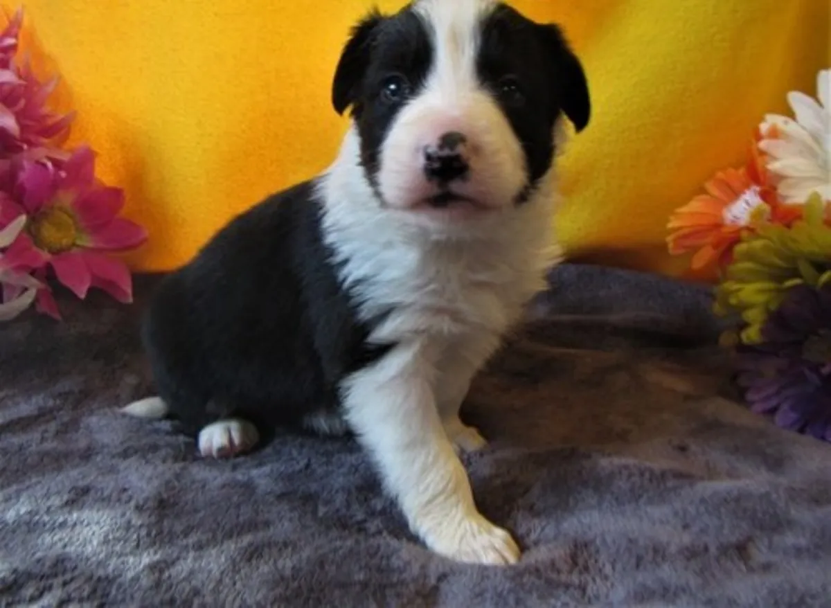 Güzel Border Collie Yavruları