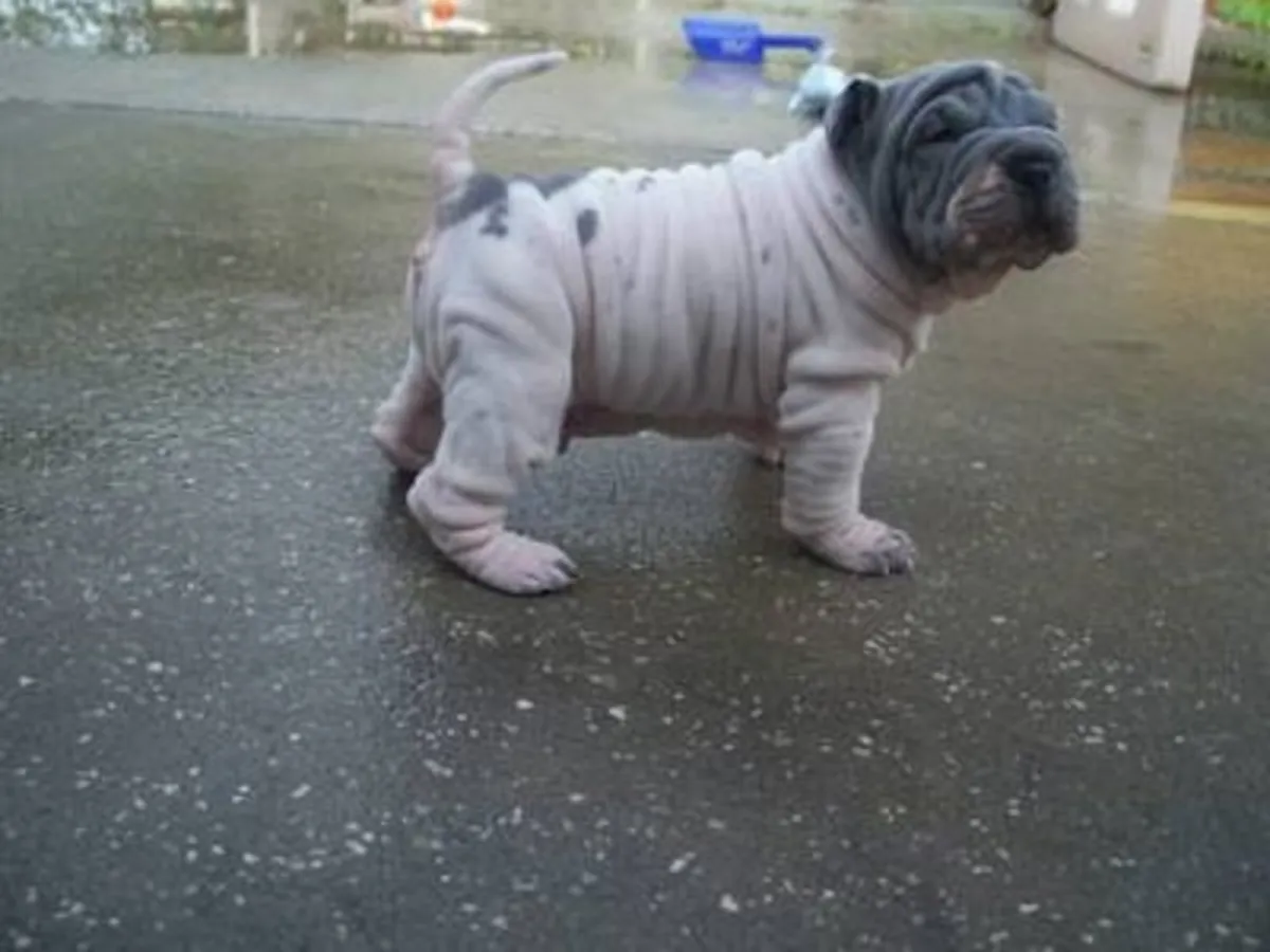 Chiot Shar Pei chinois pour la famille