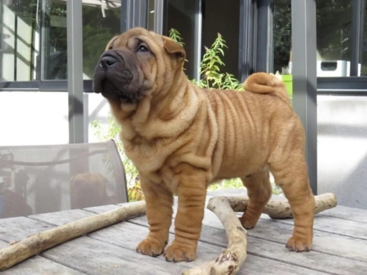 Cachorros de Shar Pei chino de pura raza