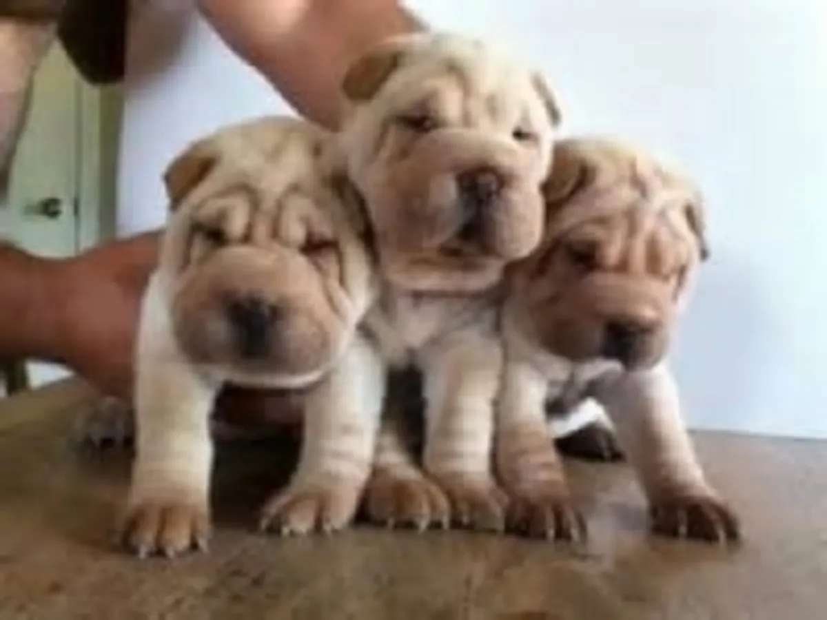 Adorables chiots Shar Pei à adopter