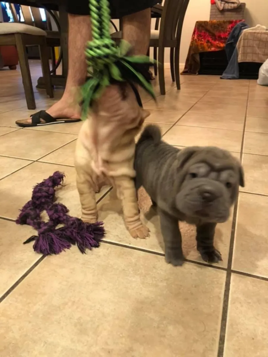 Tenemos dos hermosos cachorros de Shar Pei.