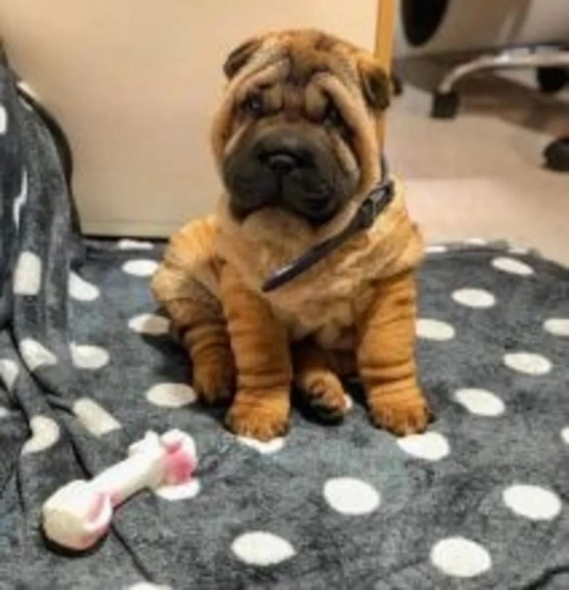 Lindos cachorros de Shar Pei