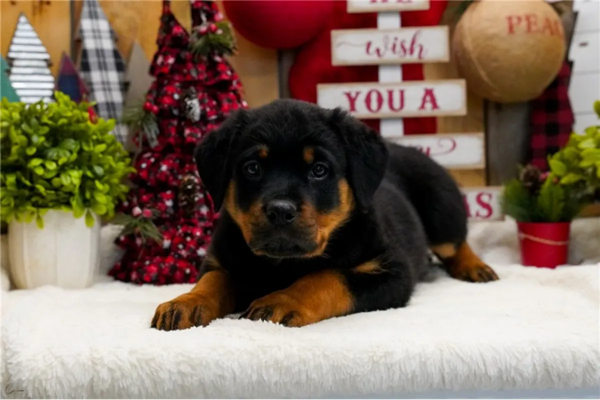 Chiots Rottweiler de race pure.