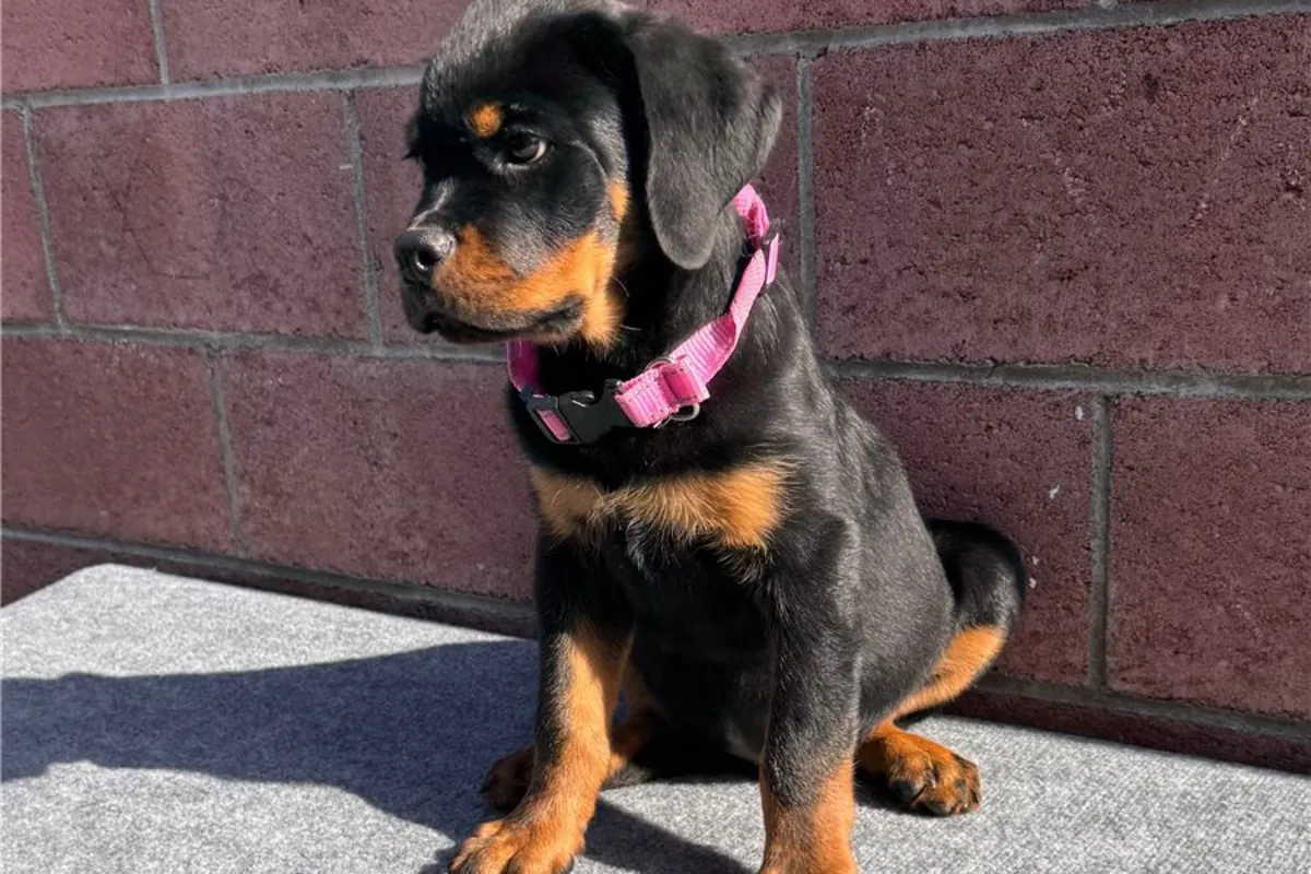 Chiots Rottweiler de race pure.