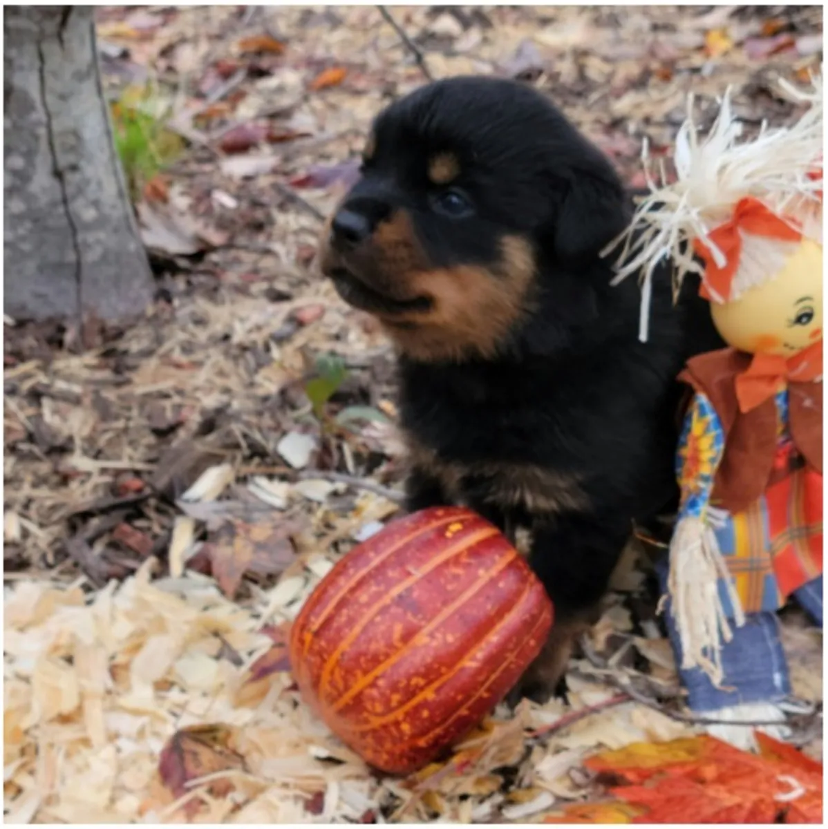 Chiots Rottweiler de race pure.