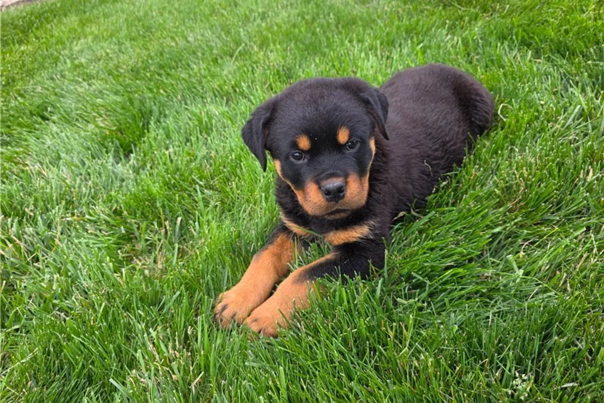 Chiots Rottweiler de race pure.