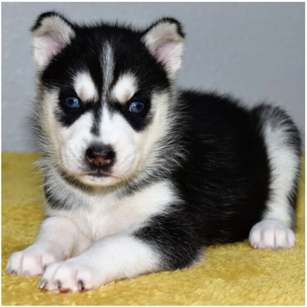 Cachorros de Husky Siberiano de pura raza.