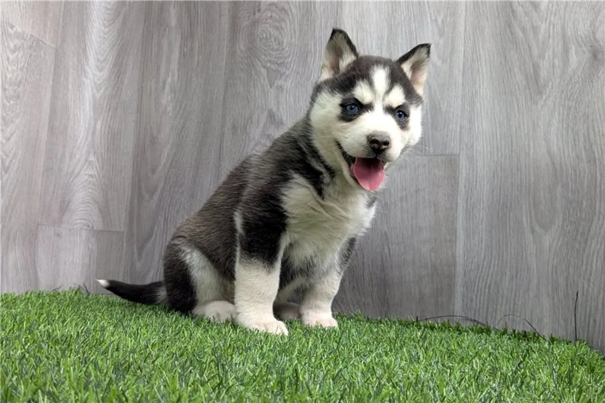 Cachorros de Husky Siberiano de pura raza.