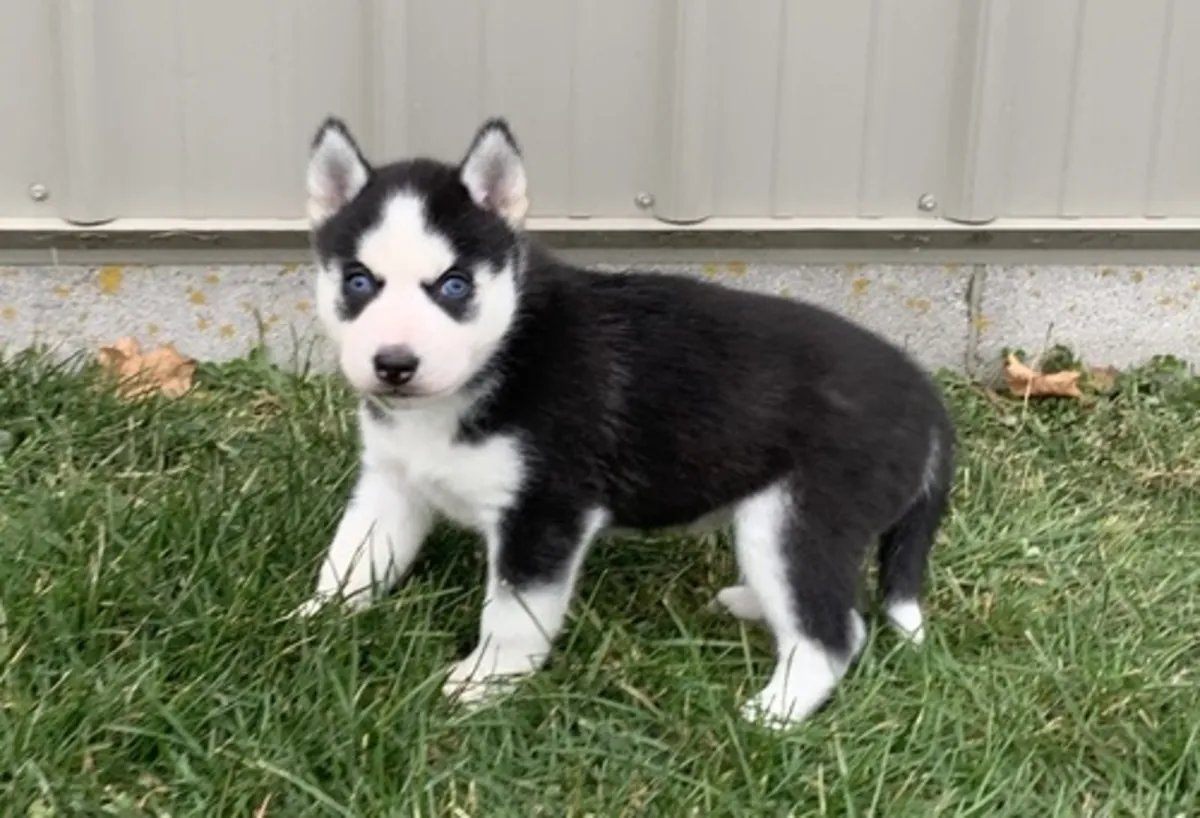 Cachorros de Husky Siberiano de pura raza.