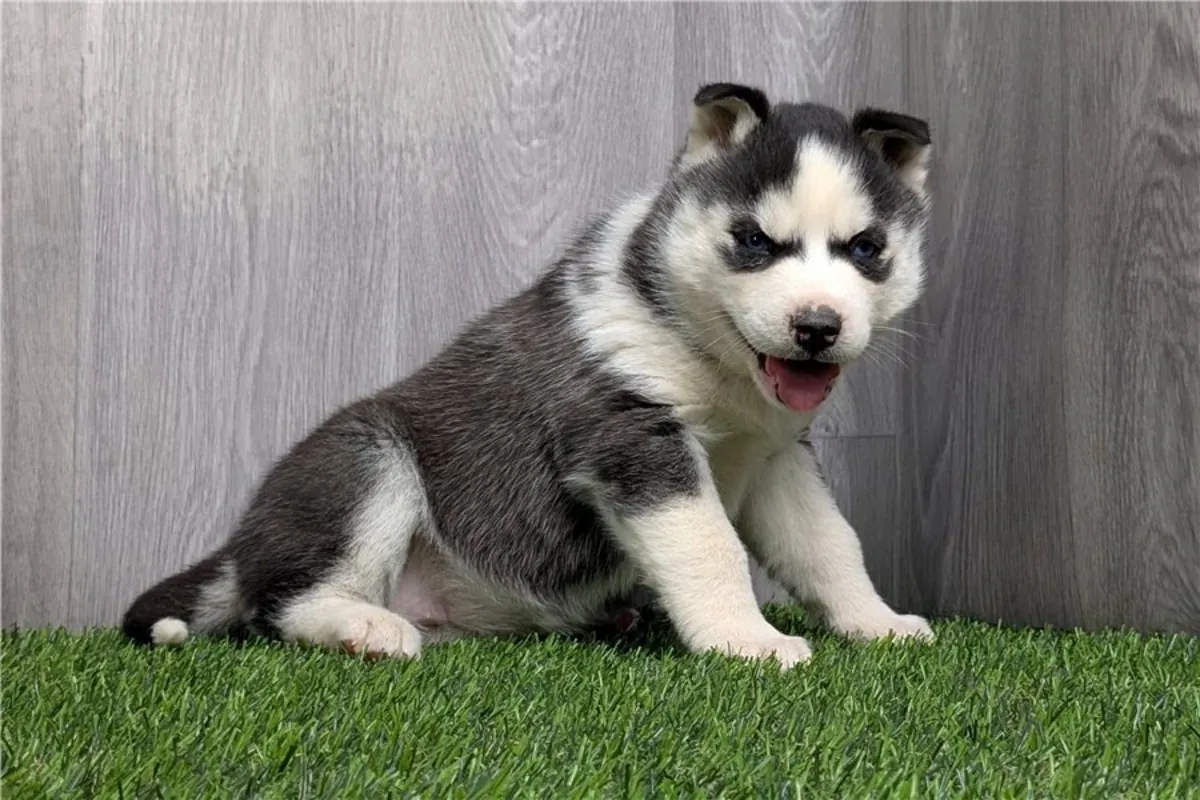 Cachorros de Husky Siberiano de pura raza.