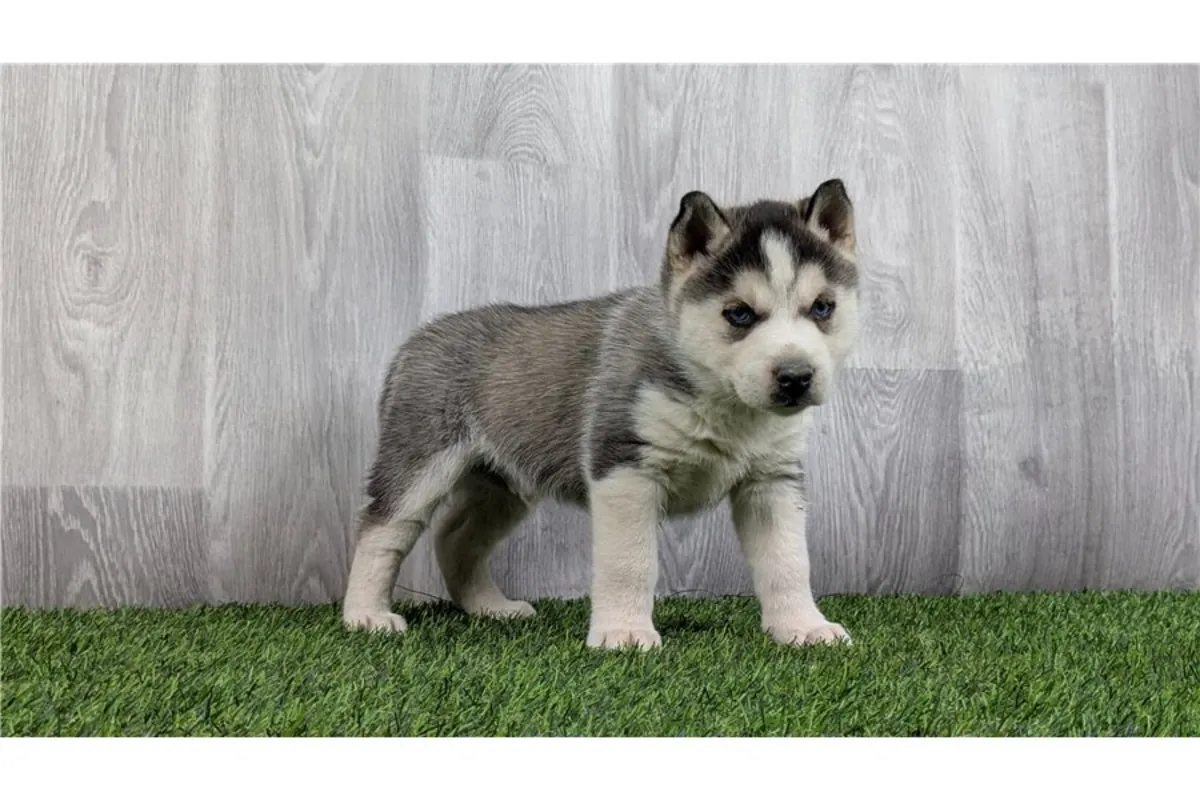 Cachorros de Husky Siberiano de pura raza masculino y femenino.