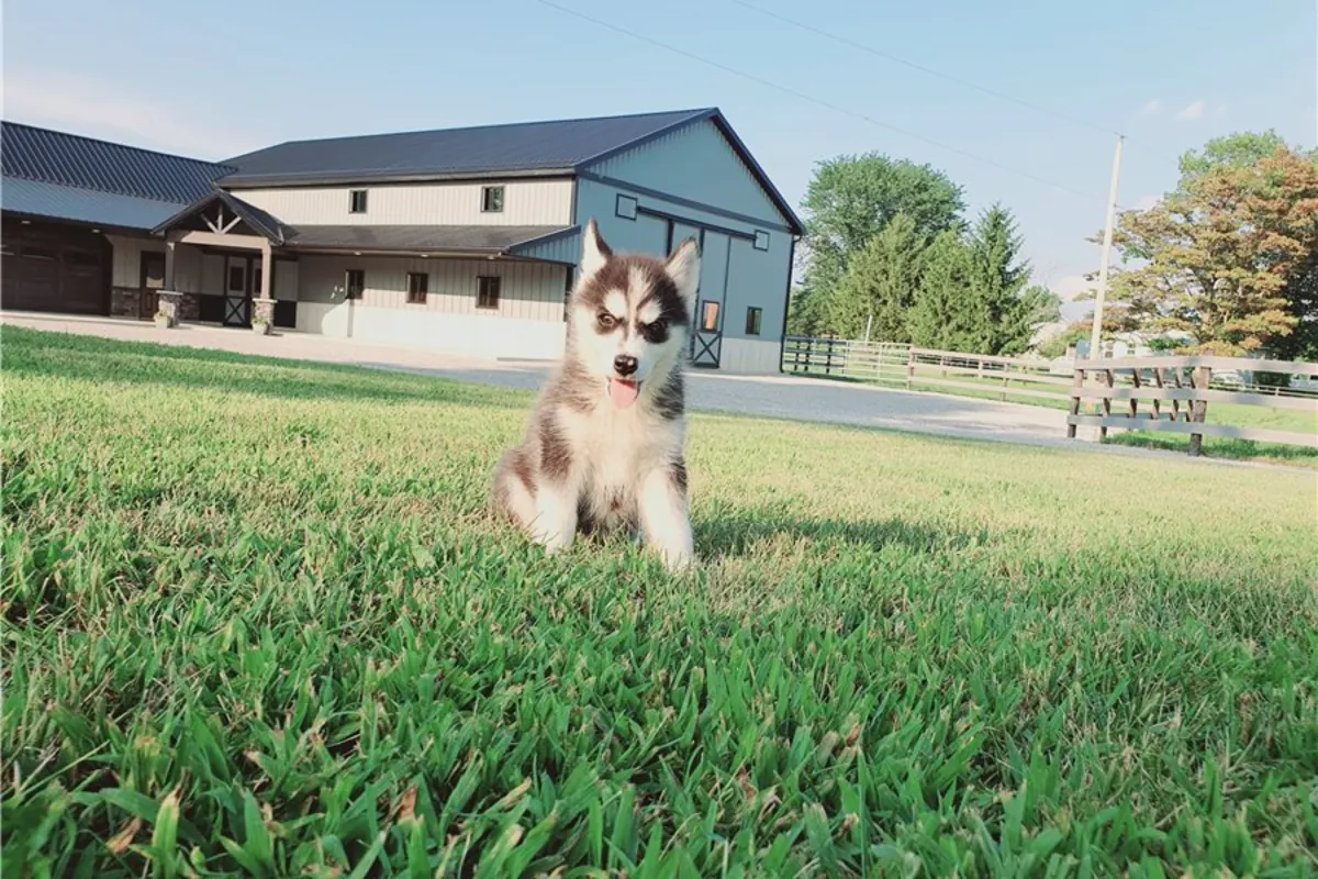 Cachorros de Husky Siberiano de pura raza masculino y femenino.