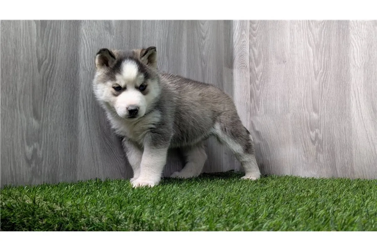Cachorros de Husky Siberiano de pura raza masculino y femenino.