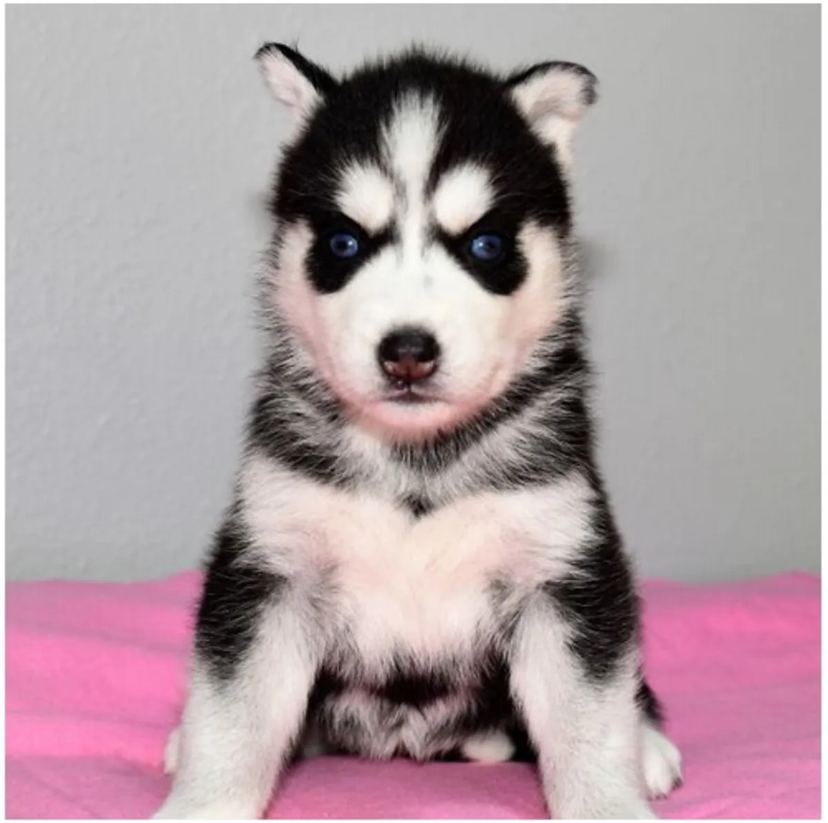 Cachorros de Husky Siberiano de pura raza masculino y femenino.
