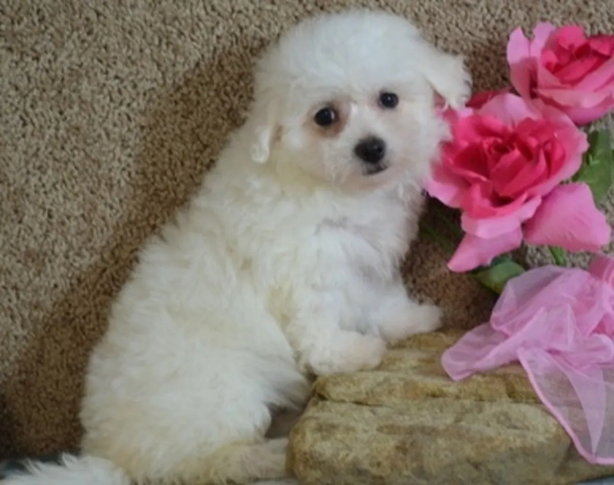 Cachorros pequeños de Bichón Frisé