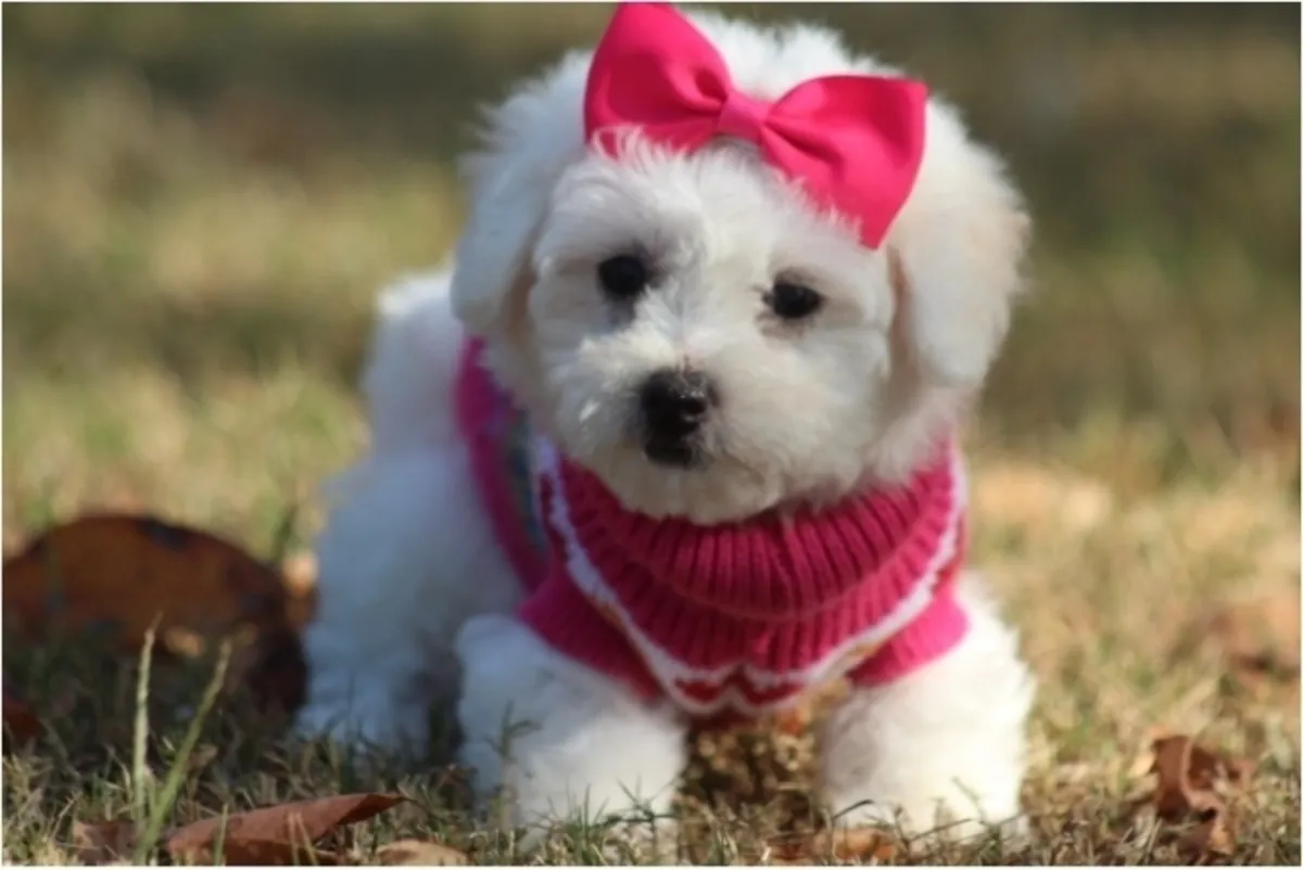 Cachorros de Bichón Frisé criados en un ambiente familiar (machos y hembras)