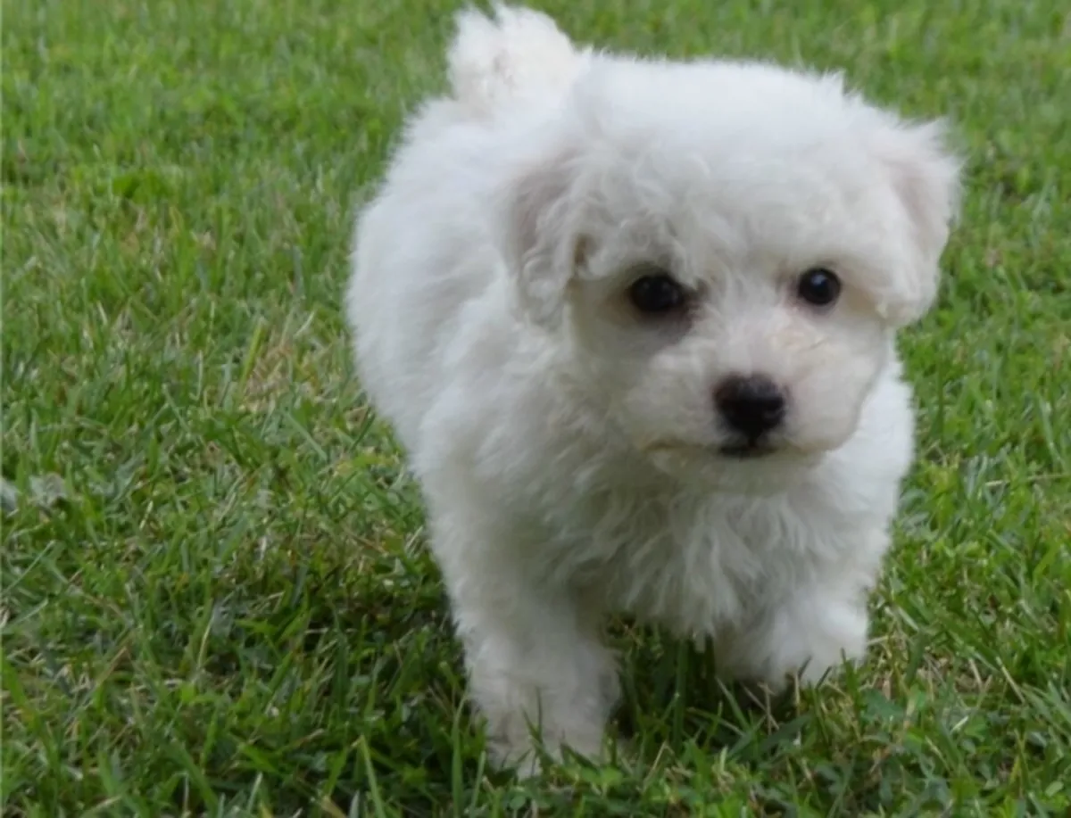 Adorables chiots bichon frisé mâle et femelle