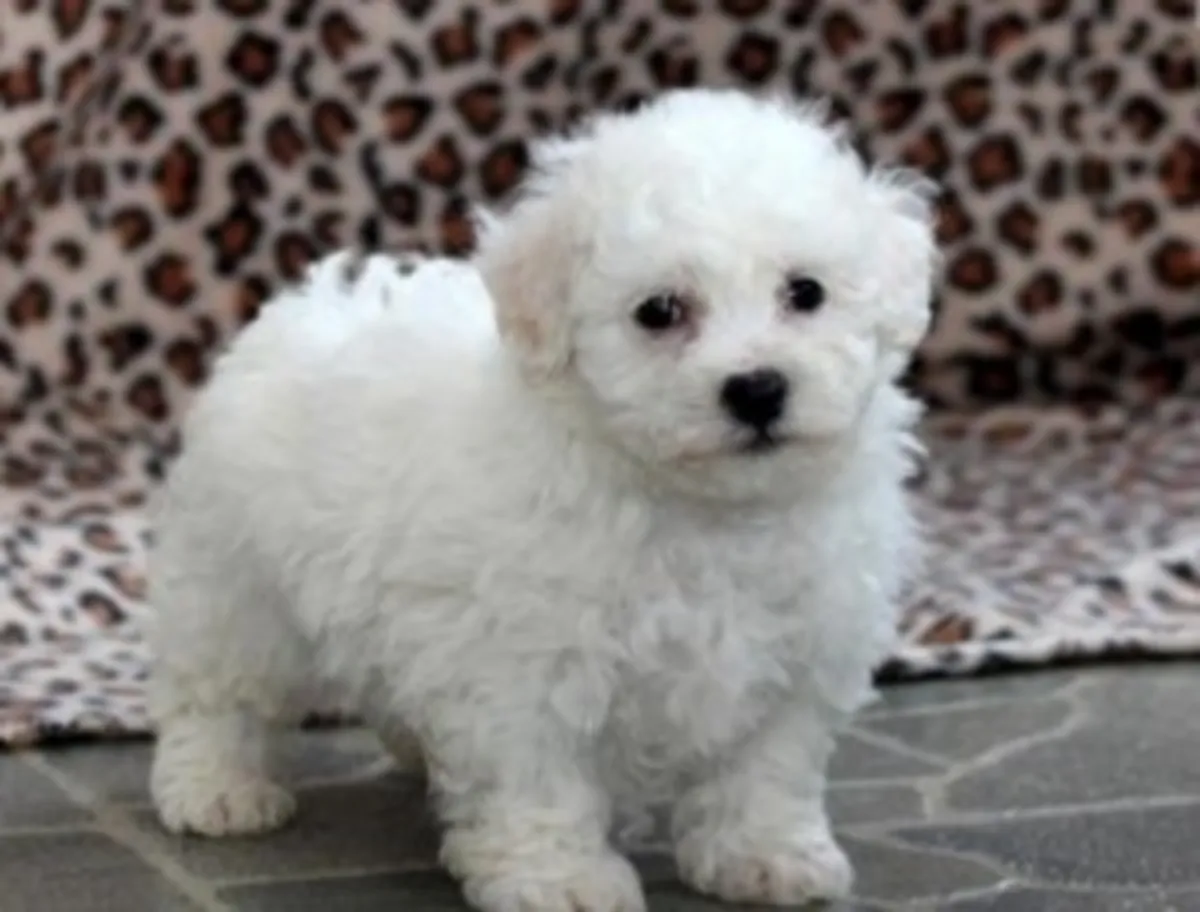 Excelentes cachorros de Bichón Frisé