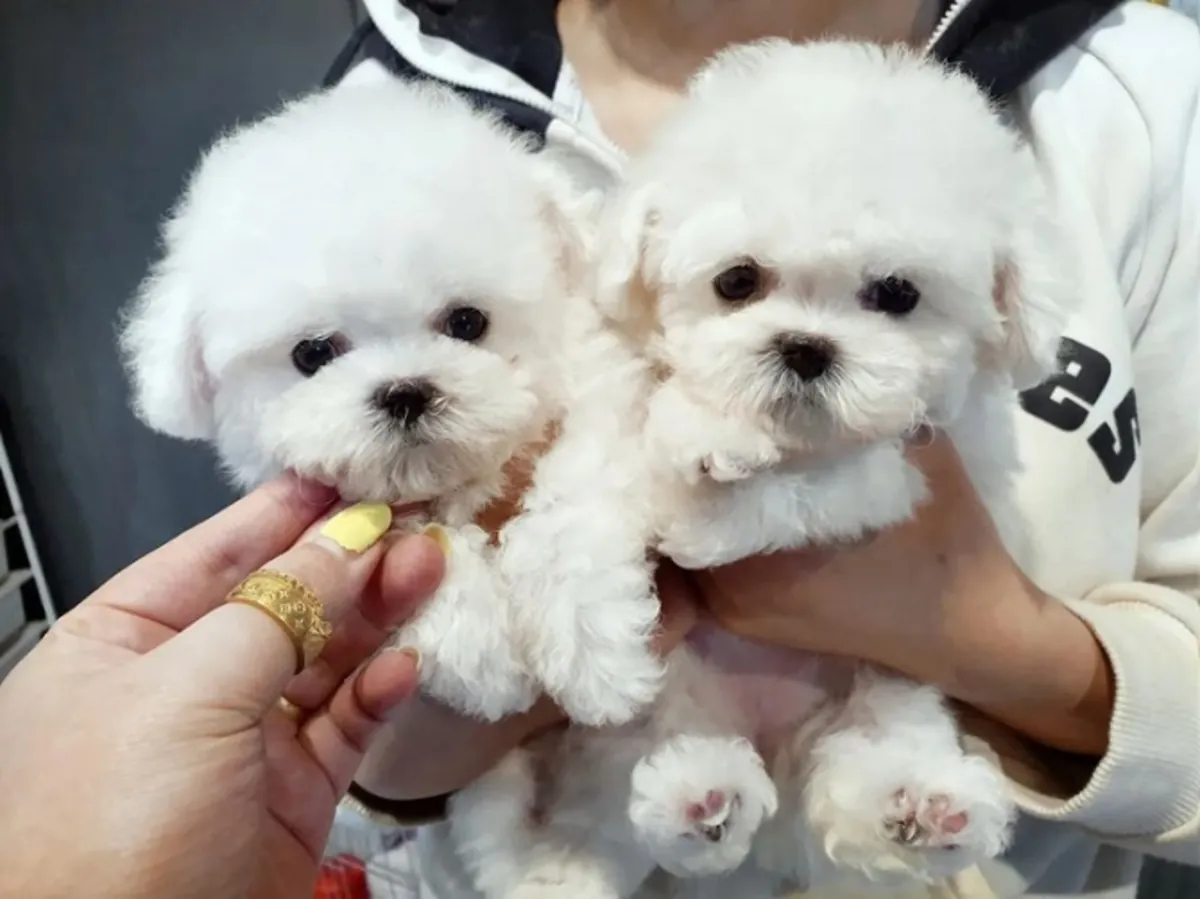 Beaux chiots Bichon Frise à adopter