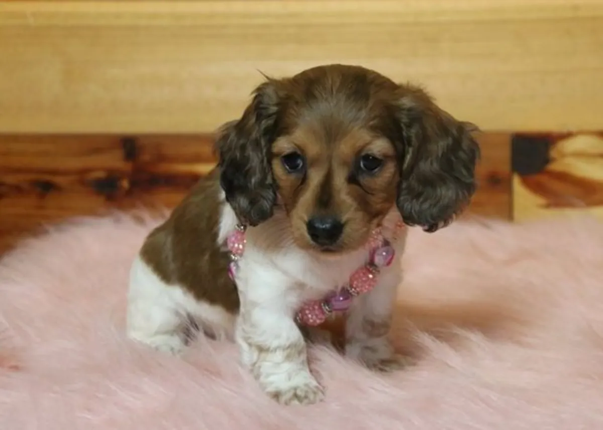 Kc Reg Miniature Wire Haired Dachshund Puppy 