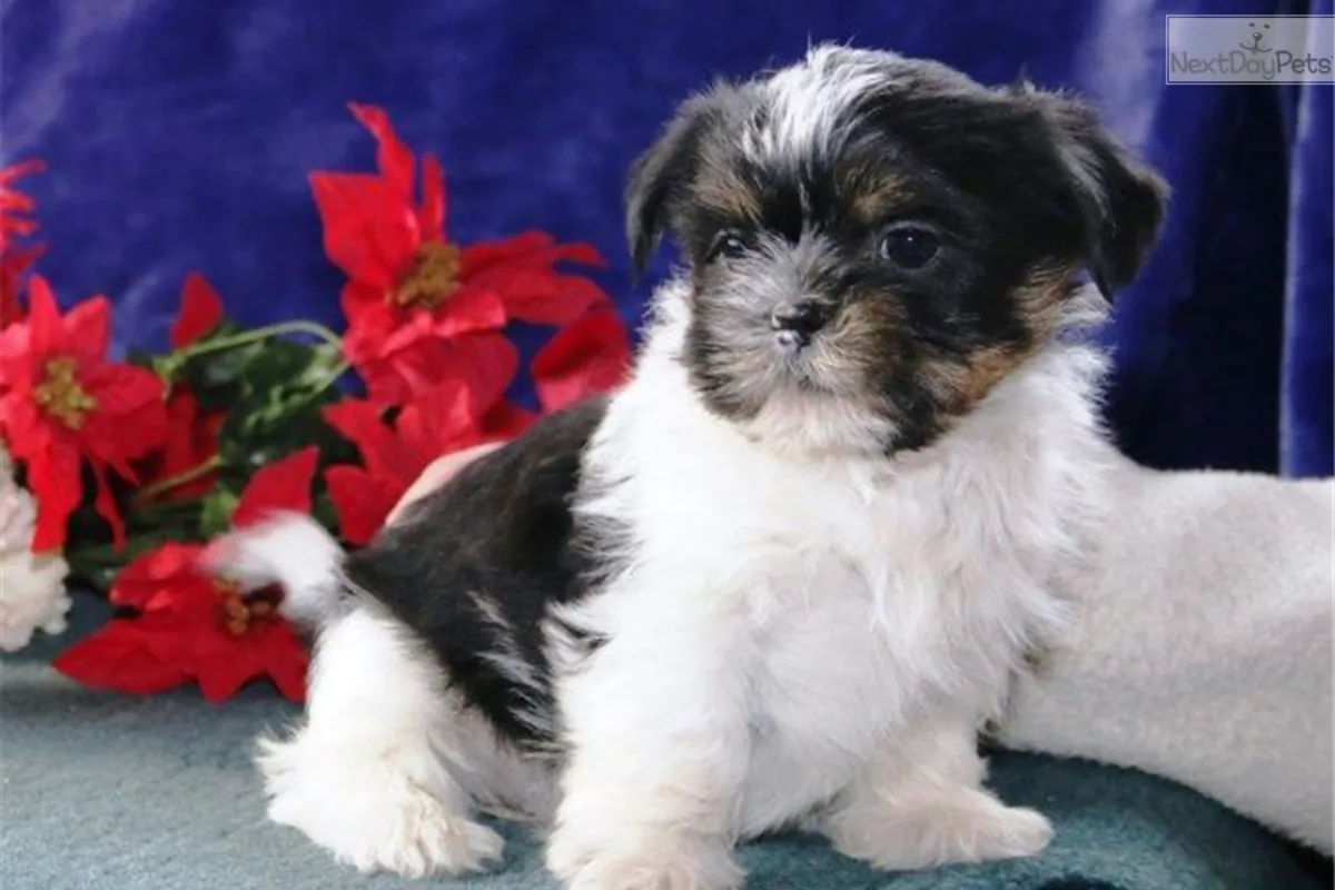 Chorkie Pups For adoption 