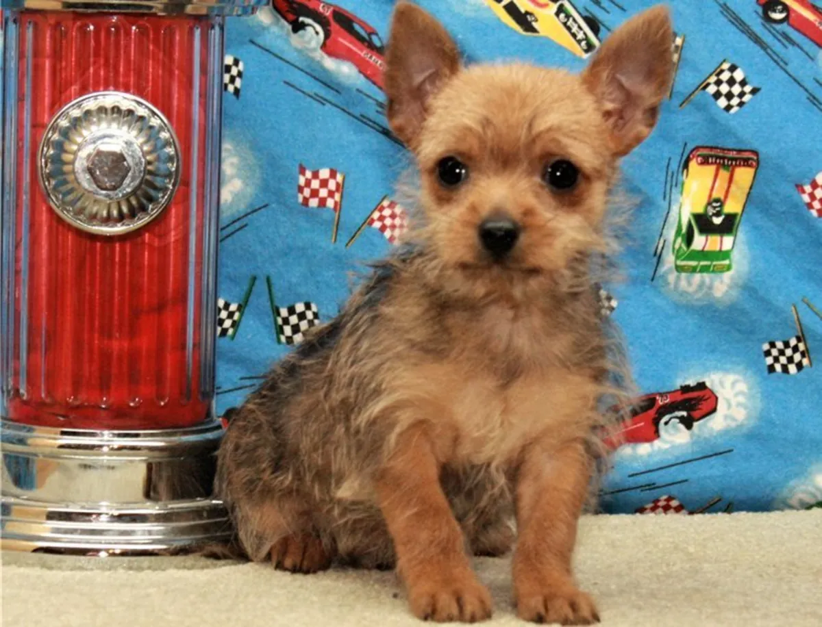 Chorkie Pups For adoption 