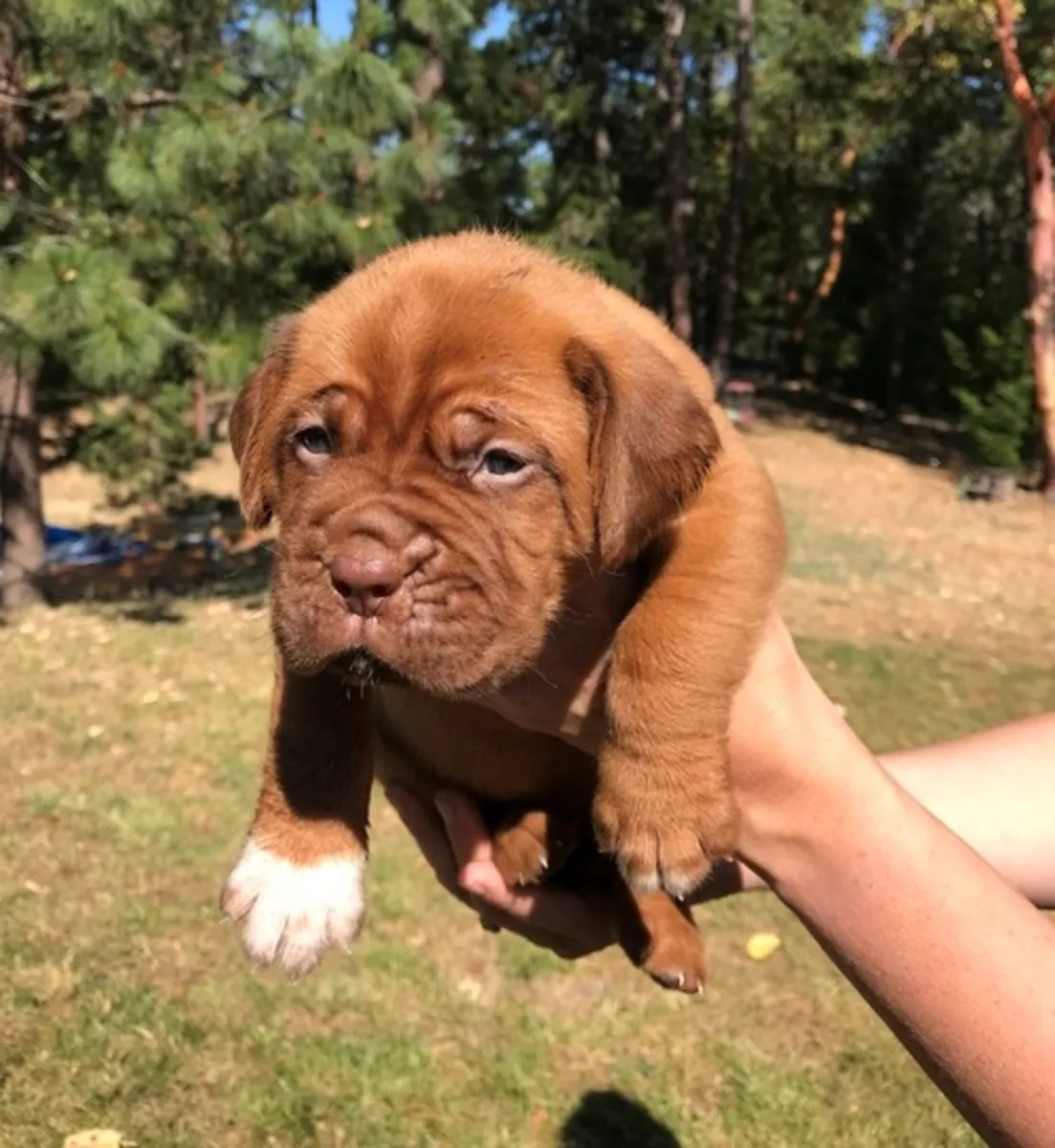 Superbes chiots Dogue De Bordeaux à adopter
