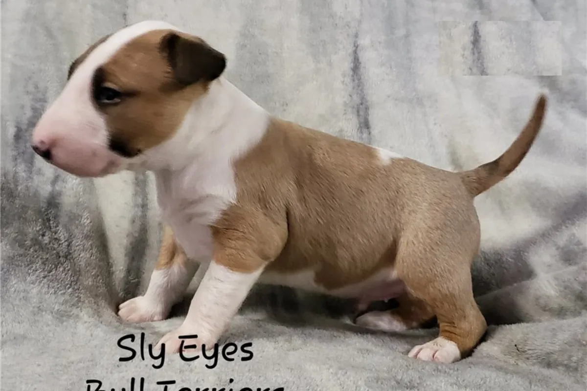 Chiots Bull Terrier Anglais