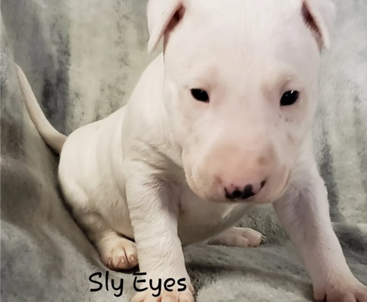 Chiots Bull Terrier Anglais