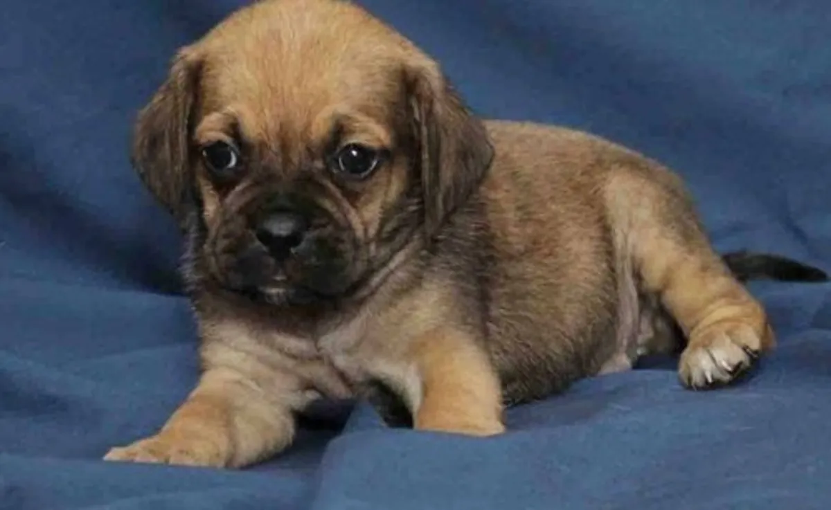 Güzel Puggle Yavruları