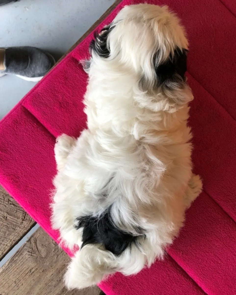 美丽的西施普犬小狗