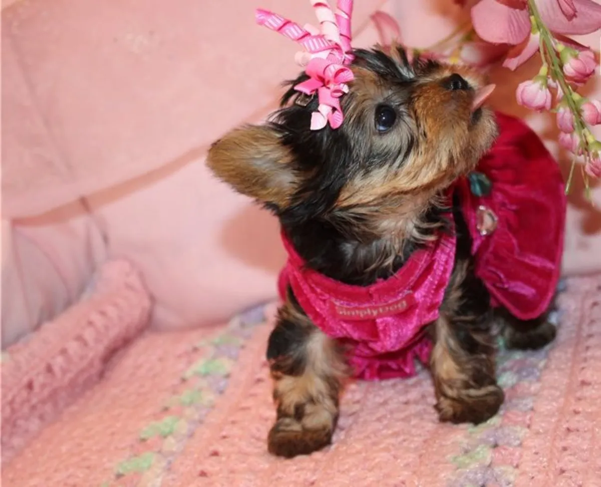 Şirin Yorkie yavruları