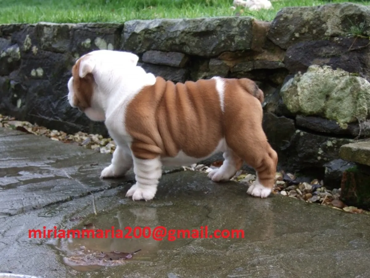Muhteşem İngiliz Bulldog yavruları mevcut