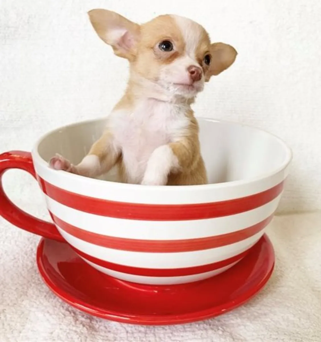 Chiot Chihuahua