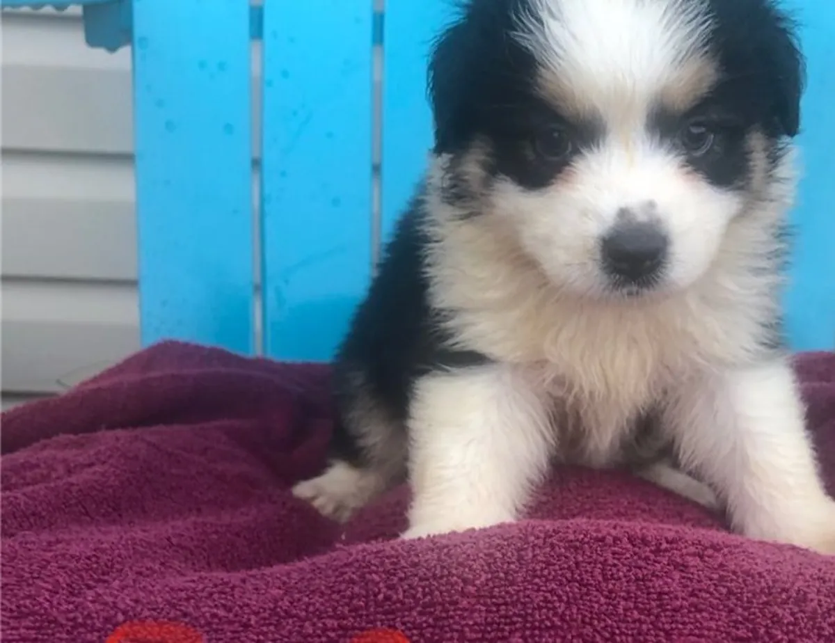 澳大利亚牧羊犬小狗寻找永远的家