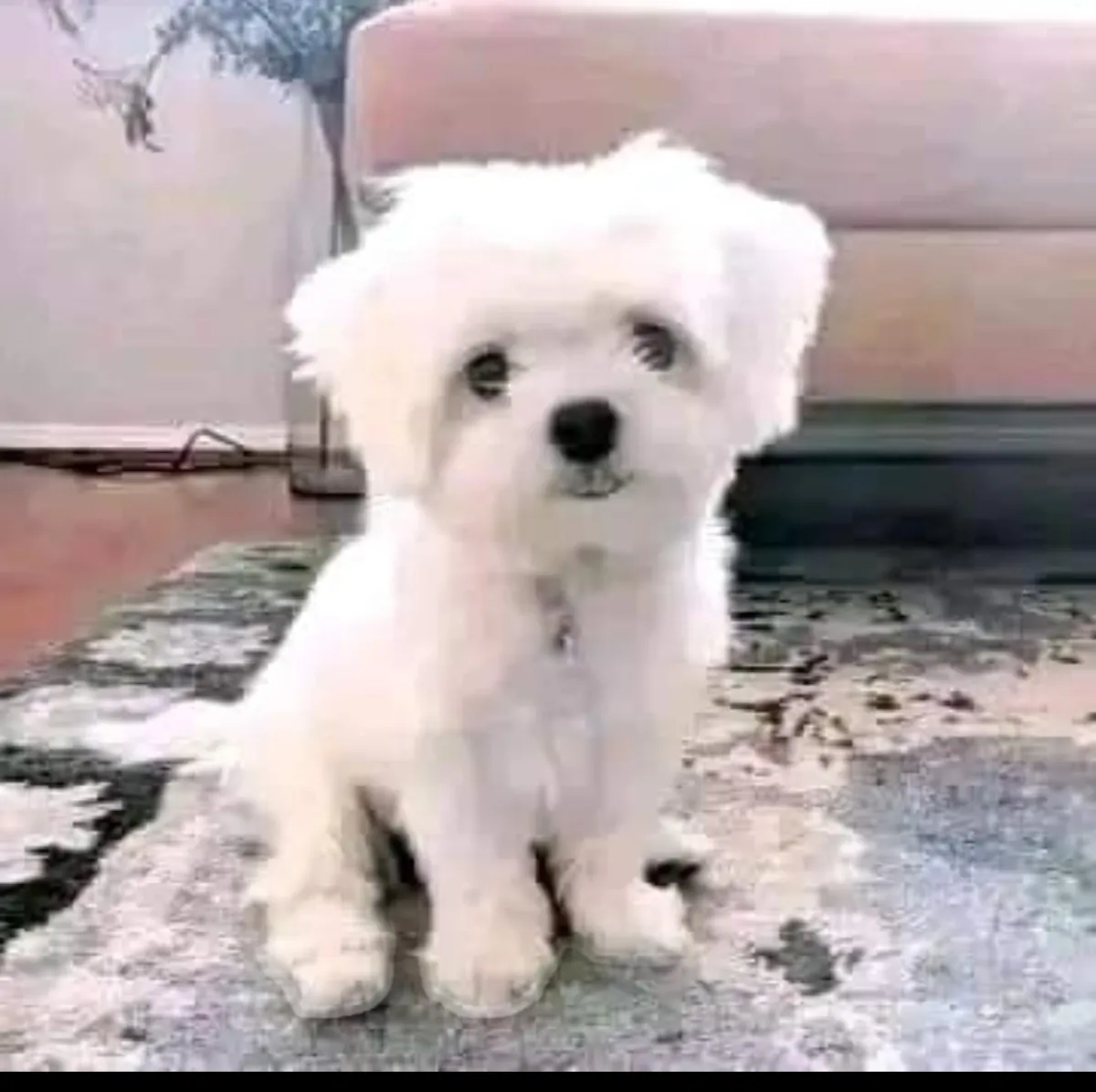 Chiots bichon maltais à vendre.